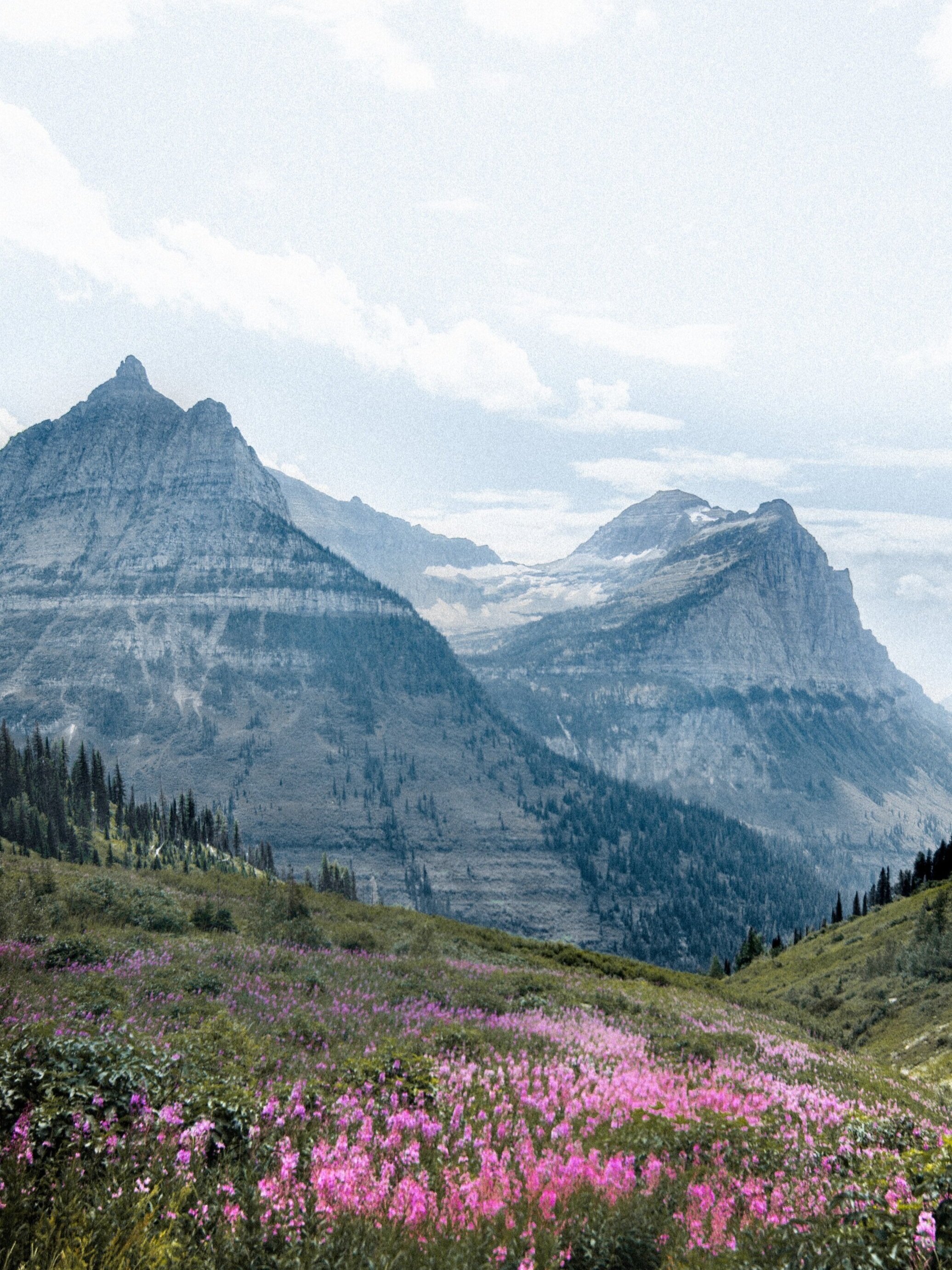 Mountain valley filled with pink wildflowers