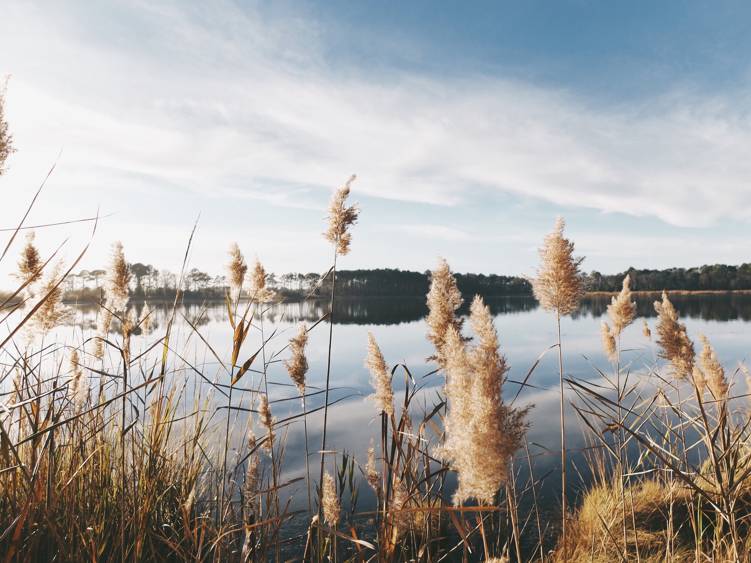 Quiet lakeside reeds in warm natural light