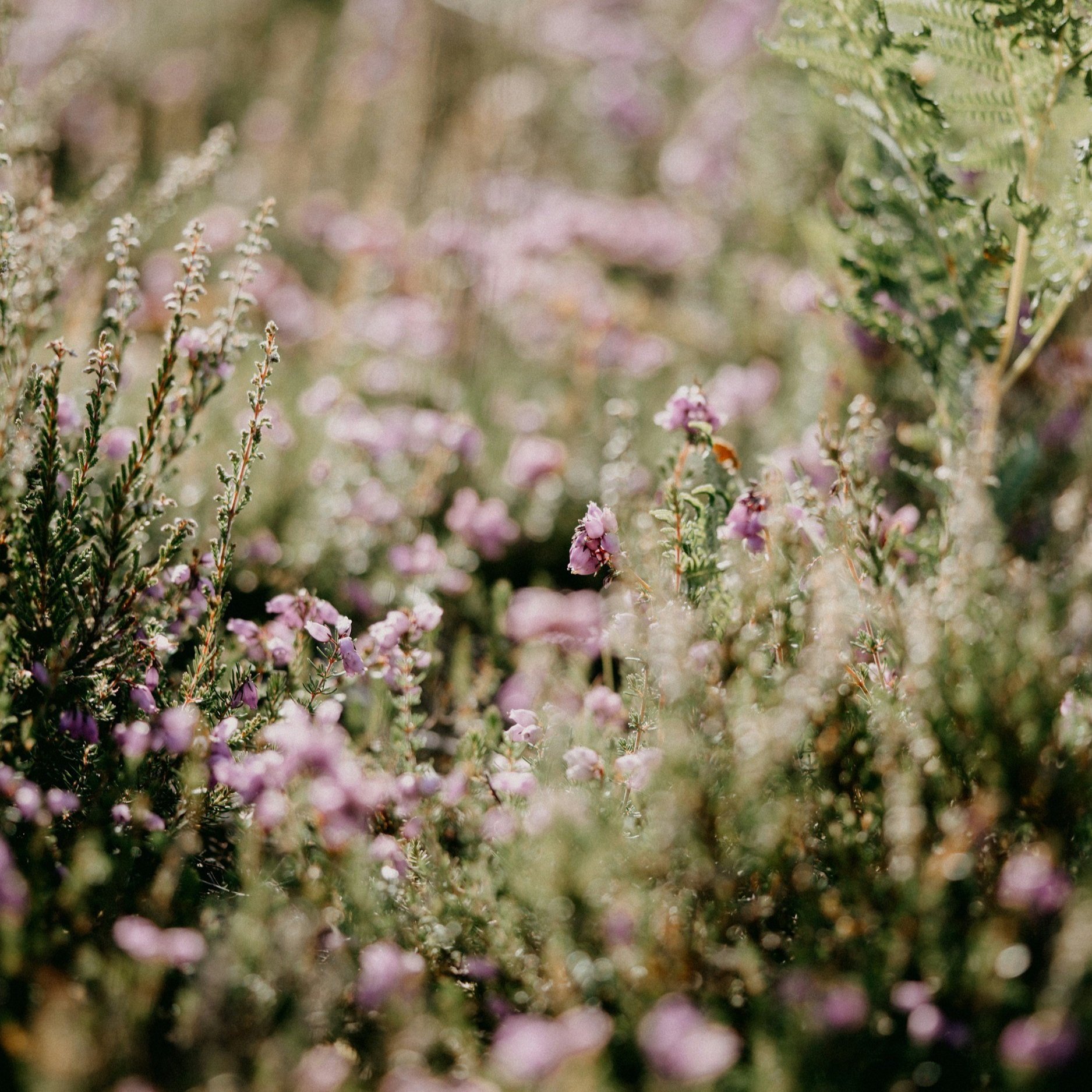 Soft-focus purple wildflowers and ferns