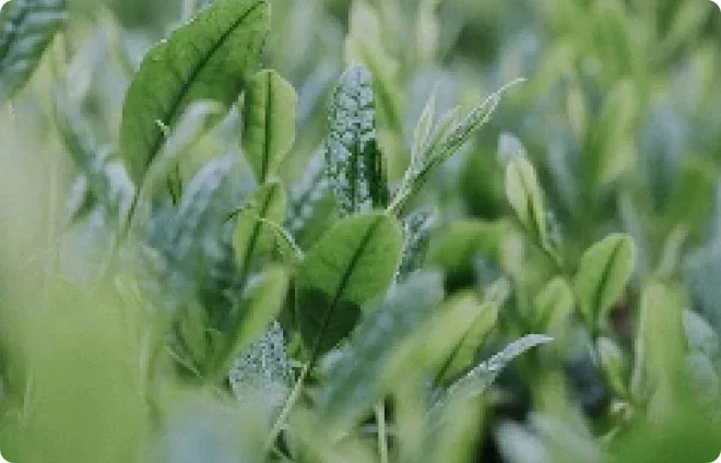 Young green tea leaves