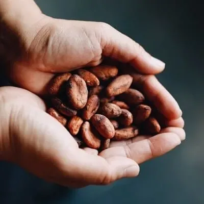 Cacao beans in hands